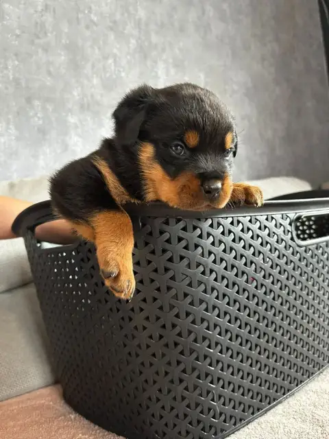 Rottweiler  Jaune Du Valhalla Des Anges Noirs photo 3