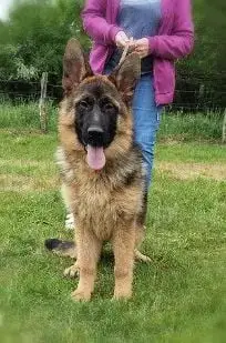 Berger Allemand  Anggun Du Val De La Houée photo 2