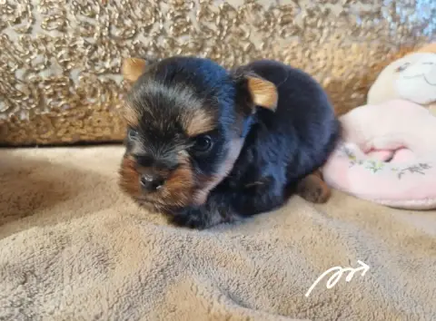 Yorkshire Terrier  Chiot 4 Du Logis De Beaumanoir
