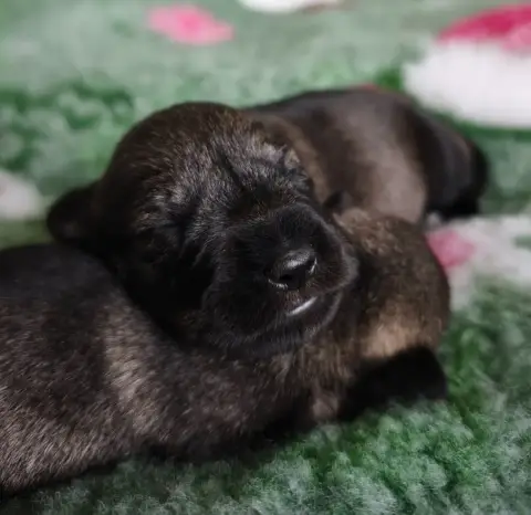 Schnauzer  Chiot N°1 Domaine De Pierremarie