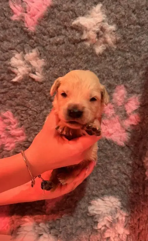 Golden Retriever  Collier Vert D’Un Rêve À Quatre Pat e3a7f