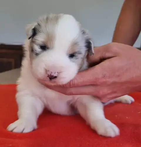 Berger Australien  Chiot N°3 Des Hirondelles Du Voyag 139b7 photo 3