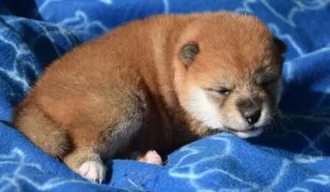 Shiba  Chiot N°4 Collier Rose Clair photo 2