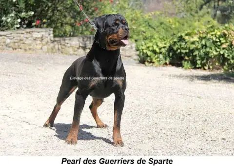 Rottweiler photo 2