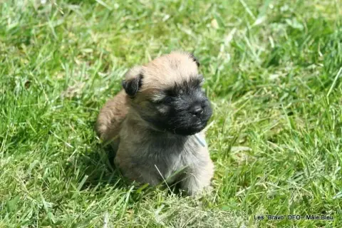 Cairn Terrier photo 3