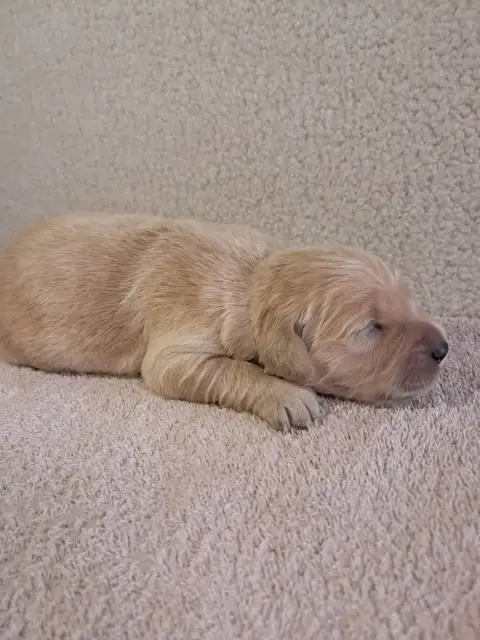 Golden Retriever  Bayka Du Royaume D Helfy Du Royaume edc5d photo 3