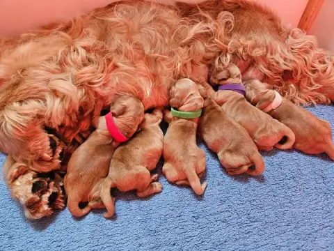 Cocker Spaniel Anglais  Chiot 4 Des Ours D'Eau