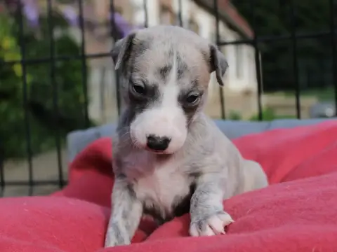 Whippet  Chiot N°1 Du Clos D'Arlequin photo 3
