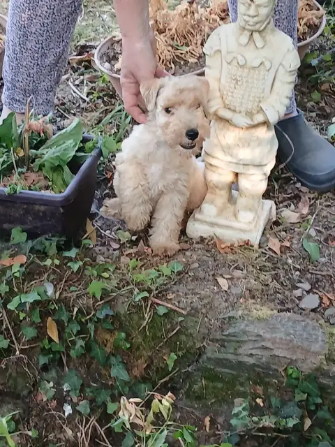 Lakeland Terrier 
                        Baccarat Ro 7fe65 photo 3