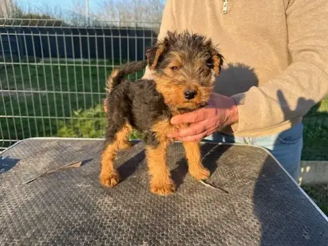 Adopter Welsh Terrier  Artémis Des Petites Fagnes
