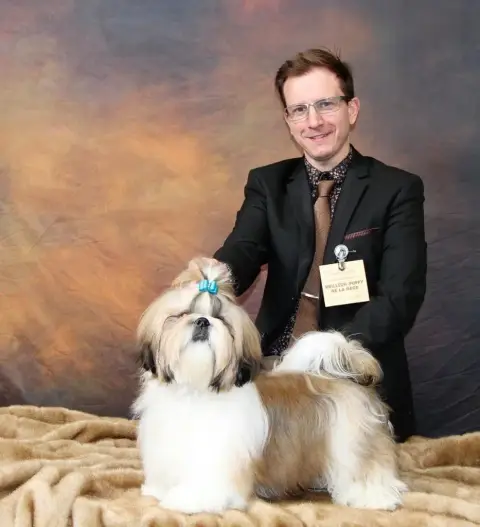 Shih Tzu  Arizona From Mellandco photo 3