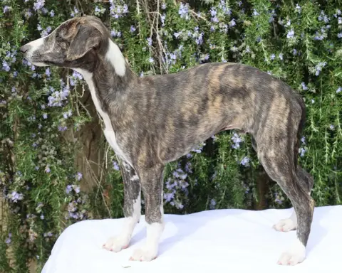 Whippet  Baian Ha Du De Enez Leñvenn photo 3