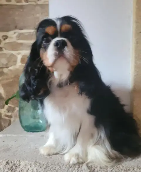 Cavalier King Charles Spaniel  Chiot N°1 Des Rives Du 0ad8d photo 3