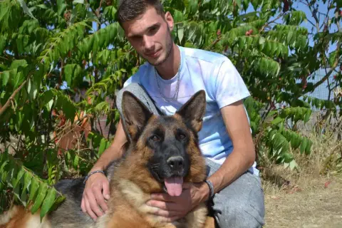 Berger Allemand  Balto photo 3