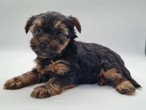 Yorkshire Terrier  Bronco Du Mont De La Chenaie photo 3