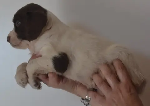 English Springer Spaniel 
                        Chi 7f7a2 photo 3