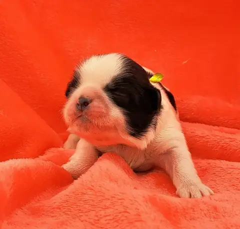 Shih Tzu  Bryan (Ruban Vert) Of Mayajoe'S Dreams