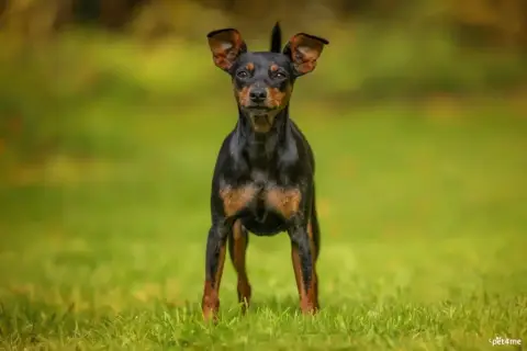 Pinscher Nain  Chiot 3 De La Plaine Bretonne photo 3