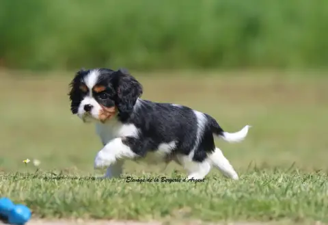 Cavalier King Charles Spaniel  Boom De La Bergerie D' 0196e
