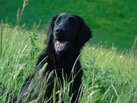 Flat Coated Retriever  Monsieur Noir Collier Rouge Du 34f5f photo 2