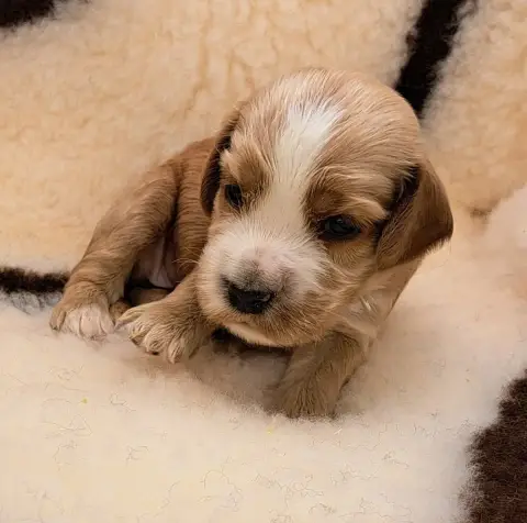 Cocker Spaniel Anglais  Babydoll photo 2