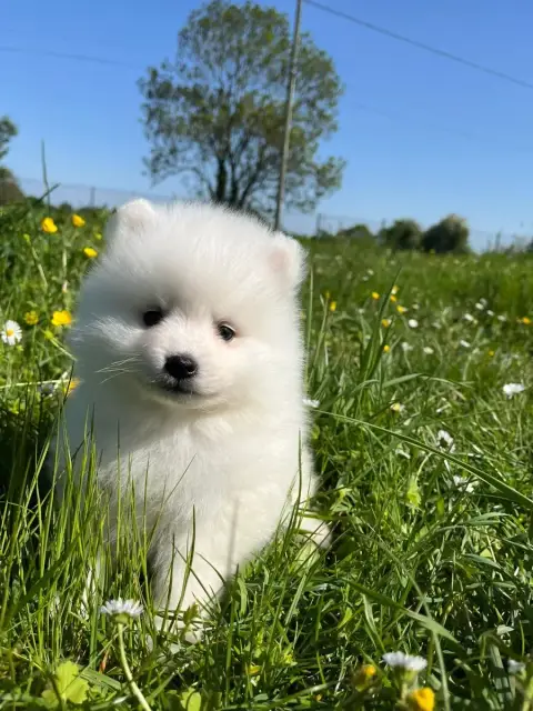 Spitz Japonais  Chiot N°2 De Jerrie Black