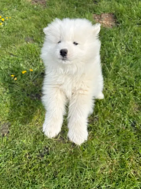 Samoyède  Chiot 3 Domaine De Youtyha