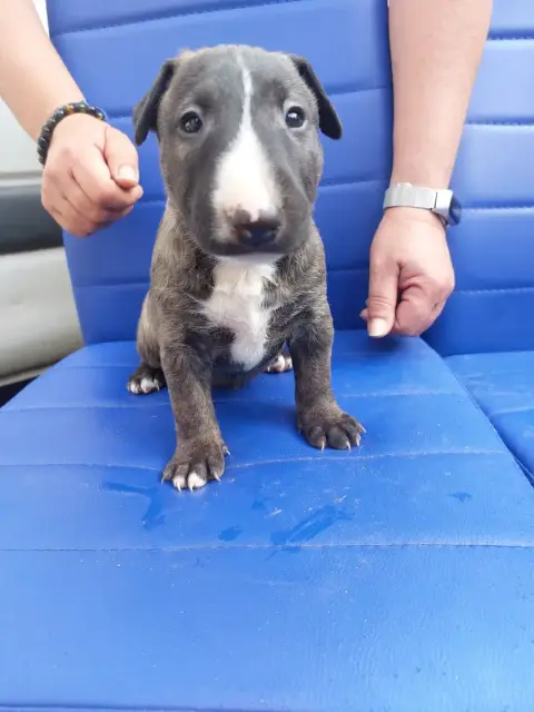 Bull Terrier  N1 Fem Bringee D'Emiloliv