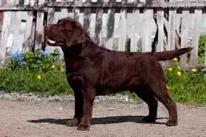 Labrador Retriever  Chocolat 250268600477879 De Sandi fd8fe photo 2