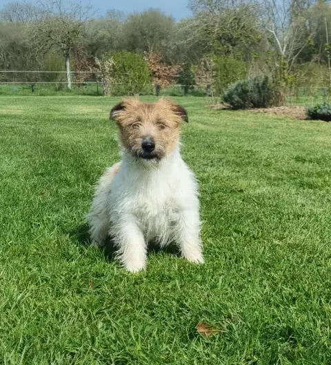 Jack Russell Terrier  Chiot Velcro Du Logis De Beauma 8a021 photo 3