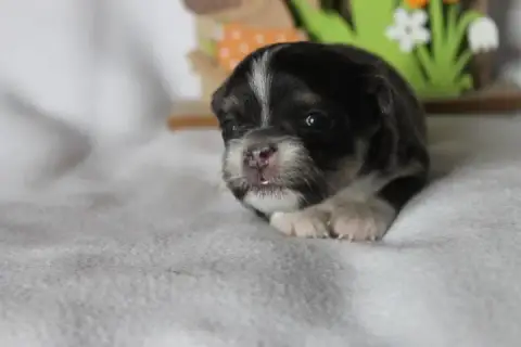 Chihuahua  Chiot N°2 Des Joyaux De La Sambre photo 2