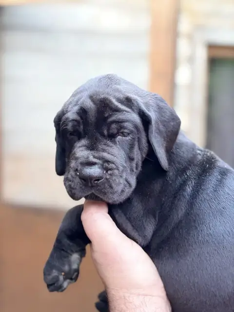 Dogue Allemand  Bacon Des Hobereaux De La Zorn
