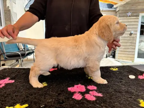 Golden Retriever  Mr Marron Du Domaine Du Petit Perch 3d32a