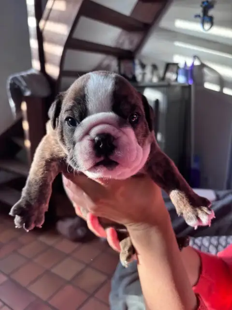 Bulldog Anglais  Chiot N°3 Des Minis Trésors De Julia 097d4 photo 2
