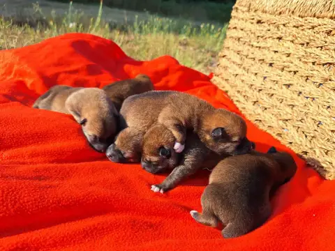 Adopter Shiba 
                        Chiot N°3 Akai Inu