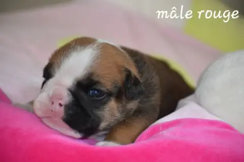 Bulldog Anglais photo 2