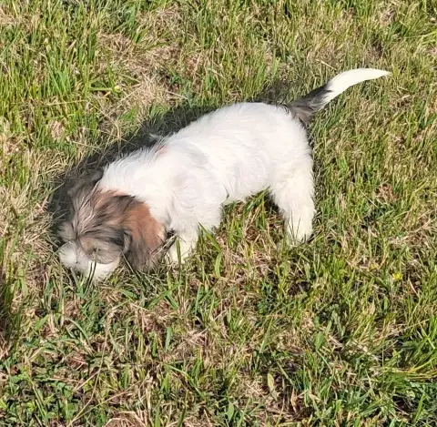 Petit Basset Griffon Vendeen  Baloo Des Ronciers D Au b931c photo 2