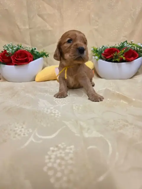 Cocker Spaniel Anglais 
                        B.... 2f0d5 photo 2