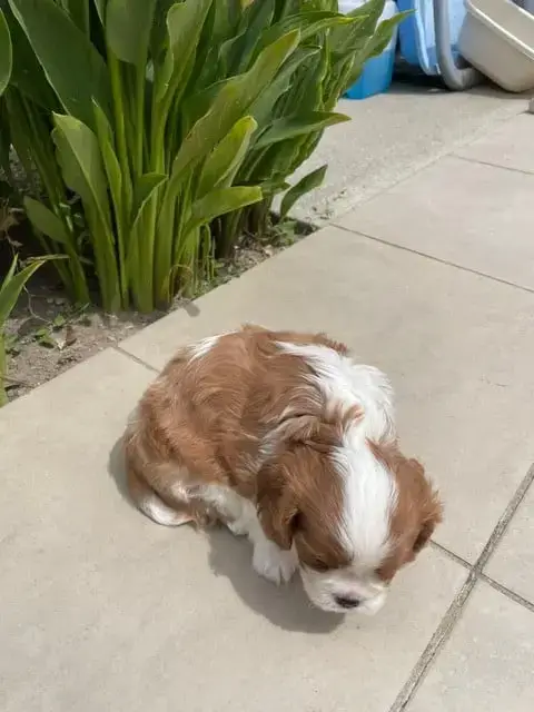 Cavalier King Charles Spaniel  Baloo Des Lutins Malin 228bb photo 3