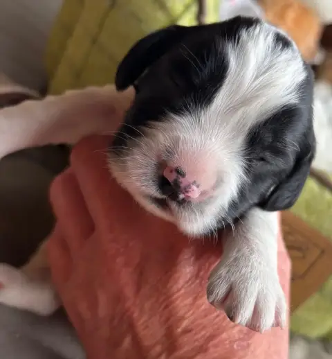 English Springer Spaniel  B..................... Des  bb969