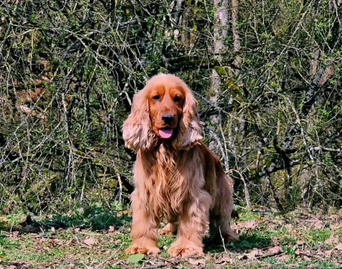 Cocker Spaniel Anglais photo 3