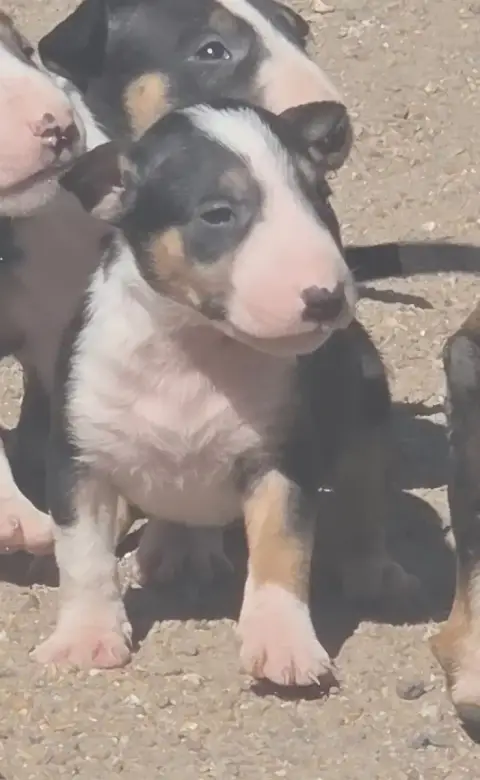 Bull Terrier  Chiot 8 By The Wall