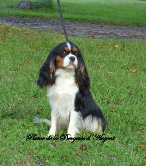 Cavalier King Charles Spaniel  Chiot N°2 Du Chemin De ed8dd photo 2