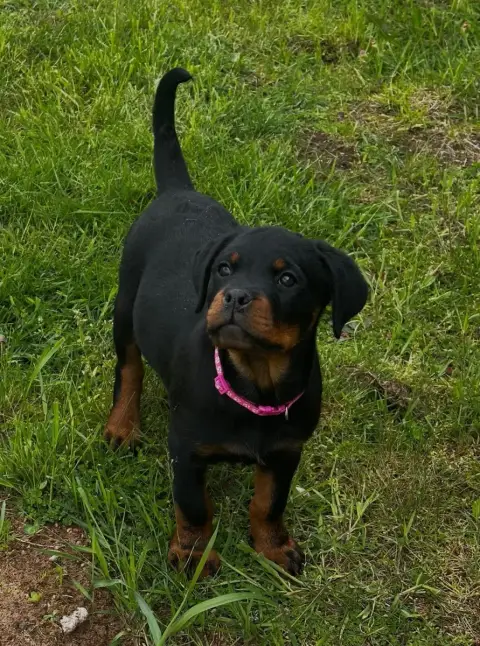 Rottweiler  Bella Du Valhalla Des Anges Noirs