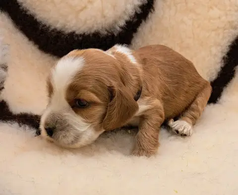 Cocker Spaniel Anglais  Britney photo 3