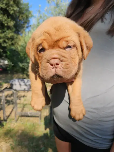 Dogue De Bordeaux 
                        Collier Ro c95f8 photo 2
