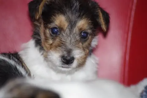 Jack Russell Terrier  Bergere A L'Ouest Des Prés De L e9fa5