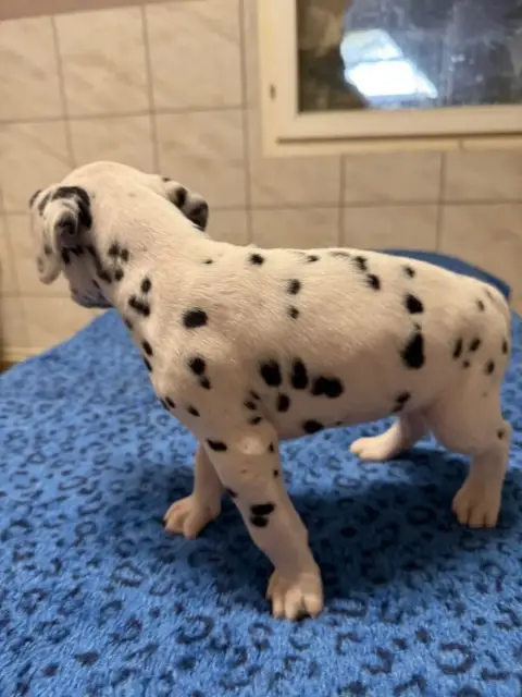 Dalmatien  Chiot N°6 Valma'S Signature photo 2