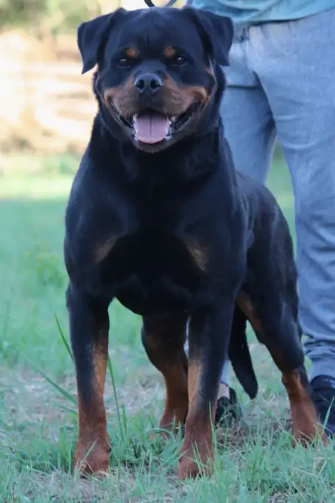 Rottweiler  Chiot N°2 Of Holly'S Kingdom photo 2