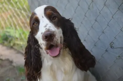 Cocker Spaniel Anglais  Chiot N°2 Zorsky photo 2